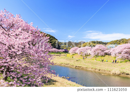 Minami Cherry Blossom and Nanohana Festival Kawazu Cherry Blossoms in Full Bloom 111621050