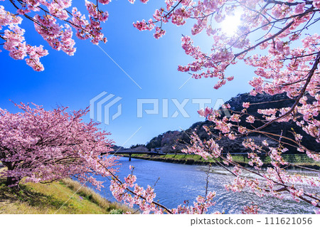 Minami Cherry Blossom and Nanohana Festival Kawazu Cherry Blossoms in Full Bloom Minami Cherry Blossom and Nanohana Festival Kawazu Cherry Blossoms in Full Bloom 111621056