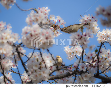 藍天、櫻花和麻雀 藍天、櫻花和麻雀 111621099