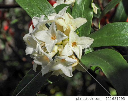Landscape with Shincho flowers Landscape with Shincho flowers 111621293