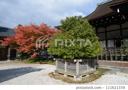 京都市右京區佐賀縣秋天的大覺寺、新田立花和秋葉 京都市右京區佐賀縣秋天的大覺寺、新田立花和秋葉 111621339