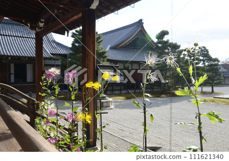 Daikakuji Temple in autumn, Saga chrysanthemums in the Mieido corridor, Saga, Ukyo Ward, Kyoto City 111621340