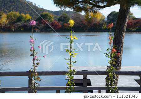 Daikakuji Temple in autumn, Saga chrysanthemums on the railing of Godaido Hall, Saga, Ukyo Ward, Kyoto City 111621346