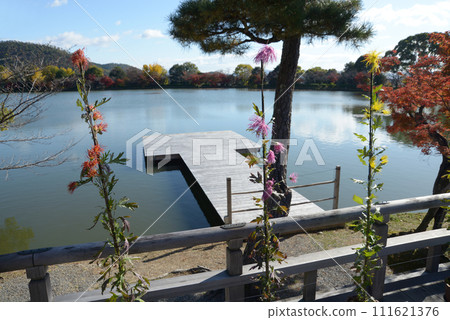 秋天的大覺寺,京都市右京區佐賀五大道堂欄桿上的佐賀菊花 秋天的大覺寺,京都市右京區佐賀五大道堂欄桿上的佐賀菊花 111621376