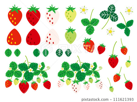 草莓、葉子、花朵插圖集 草莓、葉子、花朵插圖集 111621393