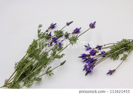 香味薰衣草切花 香味薰衣草切花 111621455