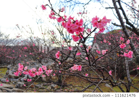 今歸仁城遺址的寒日櫻(沖繩縣國頭郡今歸仁村) 今歸仁城遺址的寒日櫻(沖繩縣國頭郡今歸仁村) 111621476