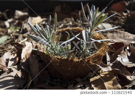 Herb seedlings in pots that return to the soil Herb seedlings in pots that return to the soil 111621540
