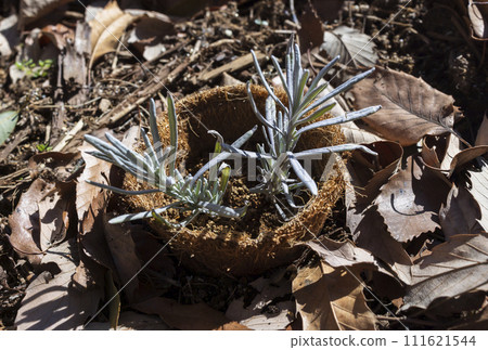 Herb seedlings in an eco pot Herb seedlings in an eco pot 111621544