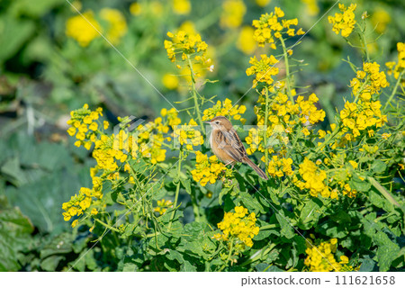 Wild bird perching on rape blossoms [Secca] winter coat 111621658