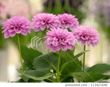 cut flower dahlia 111621690