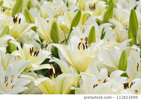 White lily flower (Ercolano) White lily flower (Ercolano) 111621699