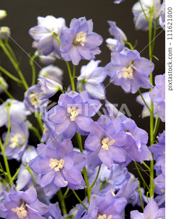 cut flower delphinium 111621800