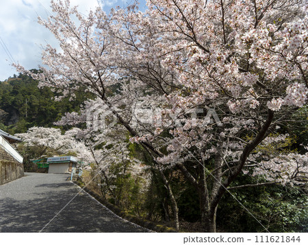 室生之里山盛開的櫻花 室生之里山盛開的櫻花 111621844