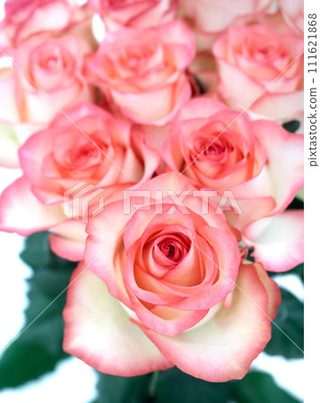 cut flowers pink roses cut flowers pink roses 111621868