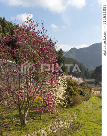 Magnolia flowers blooming in Muro's Satoyama 111621885