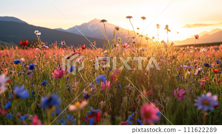 Sunset illuminates a colorful wildflower meadow with mountains in the background, creating a tranquil natural scene. 111622289