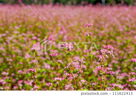 Red buckwheat flowers in full bloom shining in the light 111622413