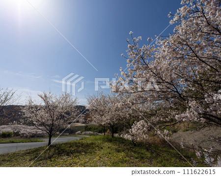 柏原市高尾山櫻花盛開 111622615