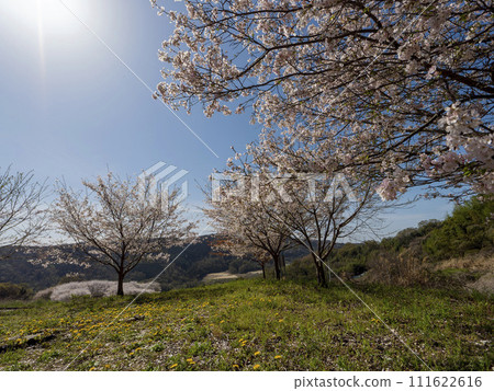 柏原市高尾山櫻花盛開 111622616