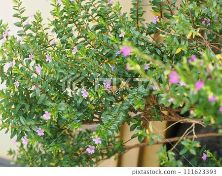藍斑蜜蜂從萼花中吸取花蜜 002 藍斑蜜蜂從萼花中吸取花蜜 002 111623393