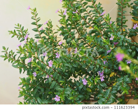 藍斑蜜蜂從萼花中吸取花蜜 003 111623394