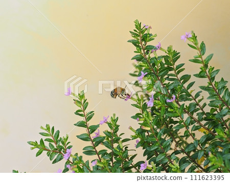 藍斑蜜蜂從萼花中吸取花蜜 004 111623395