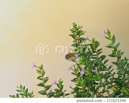 藍斑蜜蜂從萼花中吸取花蜜 005 藍斑蜜蜂從萼花中吸取花蜜 005 111623396