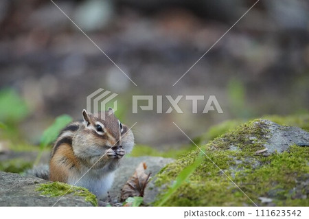 把你的手放在嘴上♪可愛的花栗鼠 111623542