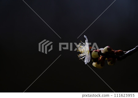 Plum blossoms shining in the spring light Plum blossoms shining in the spring light 111623955