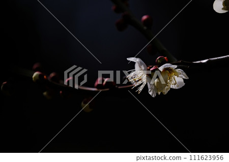 Plum blossoms shining in the spring light Plum blossoms shining in the spring light 111623956