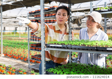 Women gardeners talking in greenhouse Women gardeners talking in greenhouse 111624014