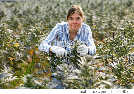 Woman horticulturist maintaining garden in hothouse Woman horticulturist maintaining garden in hothouse 111624051