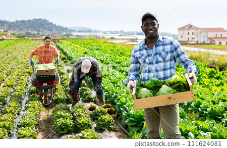 Successful horticulturist with harvested lettuce in wooden crate 111624081