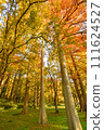 Forest of Metasequoia 111624527