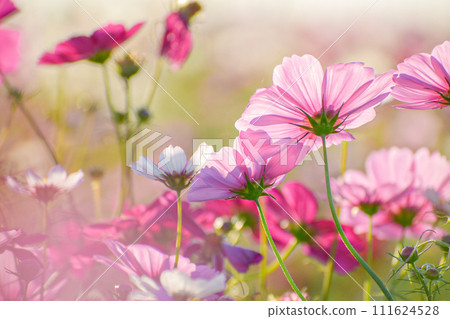 Sunbathing in autumn cherry 111624528