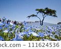 Blue sky and nemophila 111624536