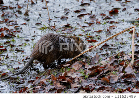 Nutria, an invasive species that breeds in ponds Nutria, an invasive species that breeds in ponds 111625499