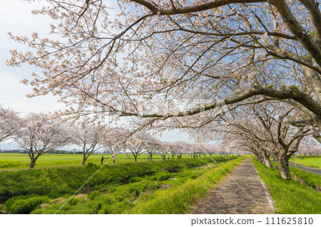 Cherry blossom trees along the Kusaba River (Chikuzen Town, Fukuoka Prefecture) 111625810