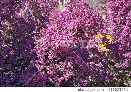 Pink Janome Erica flowers (winter, February) Pink Janome Erica flowers (winter, February) 111625994