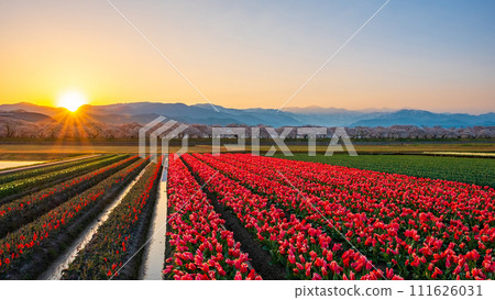 Asahi Funakawa (spring/dawn) 111626031