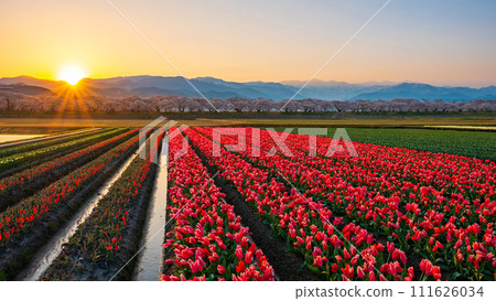 Asahi Funakawa (spring/dawn) Asahi Funakawa (spring/dawn) 111626034