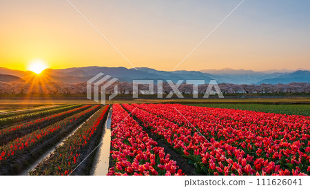 Asahi Funakawa (spring/dawn) Asahi Funakawa (spring/dawn) 111626041