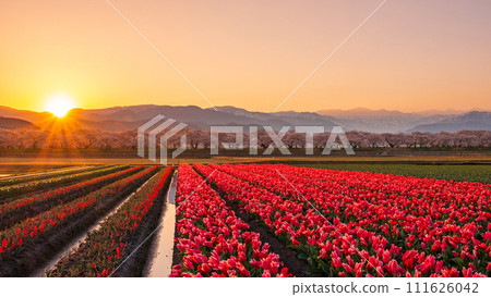 Asahi Funakawa (spring/dawn) Asahi Funakawa (spring/dawn) 111626042