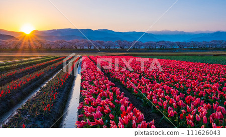 Asahi Funakawa (spring/dawn) Asahi Funakawa (spring/dawn) 111626043