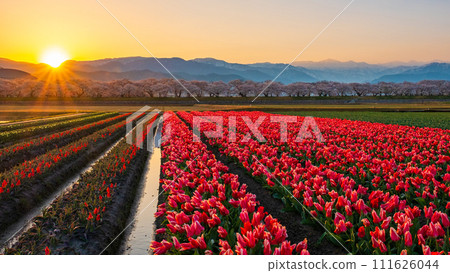 Asahi Funakawa (spring/dawn) 111626044