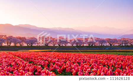 Asahi Funakawa (spring/dawn) Asahi Funakawa (spring/dawn) 111626128