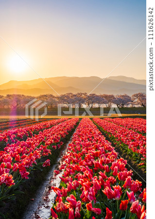 Asahi Funakawa (spring/dawn) 111626142