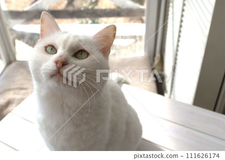 A cat looking up A cat looking up 111626174