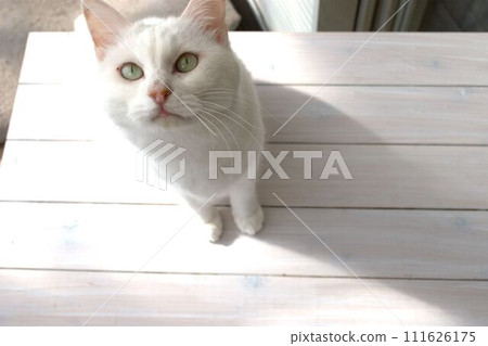 A cat staring at you A cat staring at you 111626175